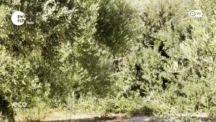 Eco Africa - Restoring our Trees