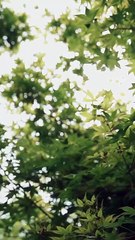 Reborn Reviled and Ridiculously Loved Dramabox