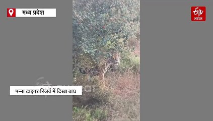 पन्ना नेचर कैंप में सामने से गुजरा टाइगर, युवाओं की टोली ने लिए जंगल सफारी के मजे