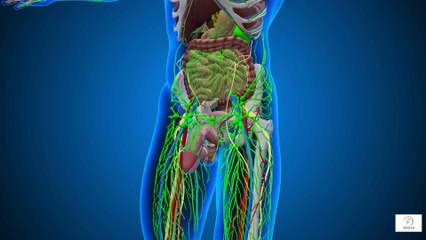 “How Chronic Stress Raises Cancer Risk — And Simple Ways Seniors Can Relax Naturally”