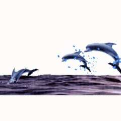 SERDAR ŞİMŞEK YUNUS BALIKLARI MÜZİKLİ GİF