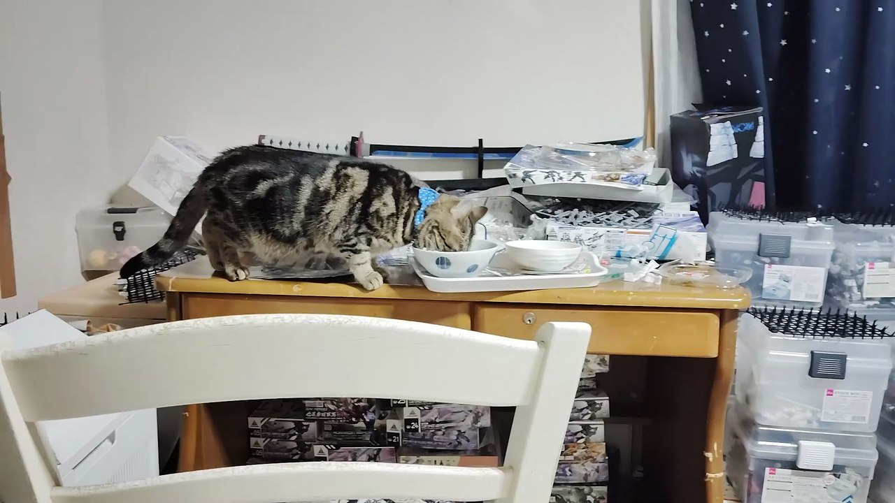 勝手に食器を舐めるミア