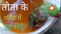 तोता के शरीर में हुए कीड़े // तोता को कैसे बचाया जाए इसमें देखें