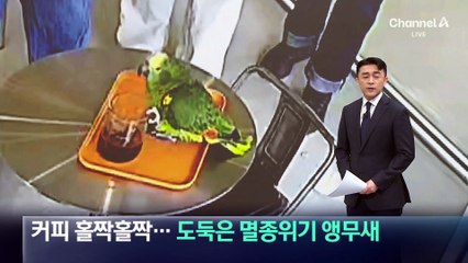 손님 커피 홀짝 홀짝…도둑은 멸종위기 앵무새