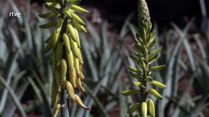 El Hierro, la isla del Meridiano