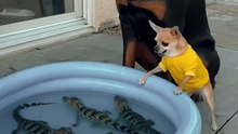 Dog 🐕 With crocodile 🐊