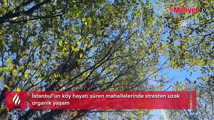 İstanbul'un göbeğinde köy hayatı: Su, yumurta ve süt bedava!