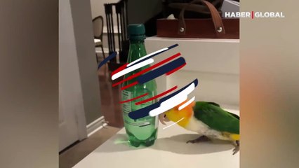 Önüne gelen her şeyi uçan tekme ile yere atan papağanın ilginç halleri