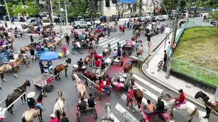 Protesto de Carroceiros em Recife Contra Proibição de Transporte com Tração Animal: Impacto na Economia Local e Bem-estar Animal