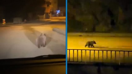 Karabük’te caddede gezen yavru bozayı görüntülendi
