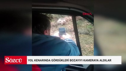 Yol kenarında gördükleri bozayıyı kameraya aldılar