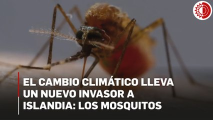 Mosquitos llegan por primera vez a Islandia; alertan efectos del cambio climático