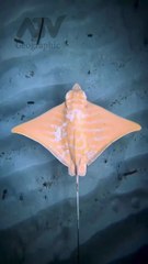 Manta rays  🌊 Flying rays" A genus of cartilaginous fish