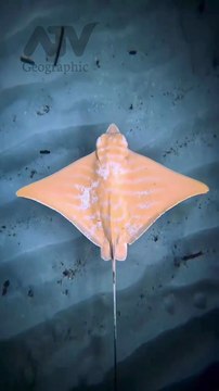 Manta rays 🌊 Flying rays A genus of cartilaginous fish