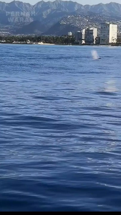 whale sightings in the sea