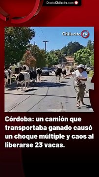 Córdoba: un camión que transportaba ganado causó un choque múltiple y caos al liberarse 23 vacas.