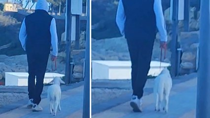 Sorpresa a Porto Torres, sul lungomare spunta un agnellino al guinzaglio - GUARDA IL VIDEO