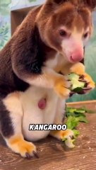 tree kangaroos discovering funny news