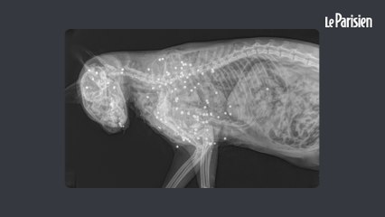 « 86 plombs, c’est délirant » : qui a tué le chat de Lucie en pleine nuit ?