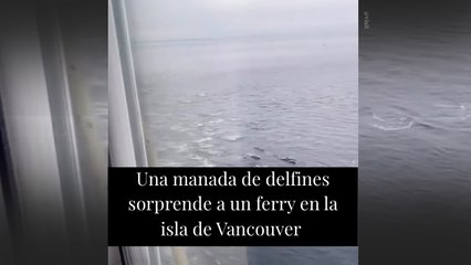 Una manada de delfines sorprende a un ferry en la isla de Vancouver
