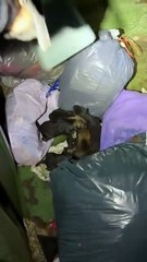 Cachorros en la basura