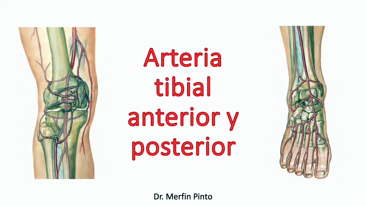 Arteria tibial anterior y posterior #elcuerpoymas #salud #medicina #Anatomia