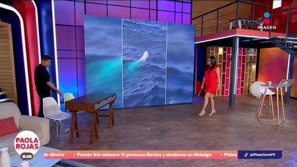 ¿Sabes por qué son especiales las ballenas jorobadas albinas? | DPC con Paola Rojas