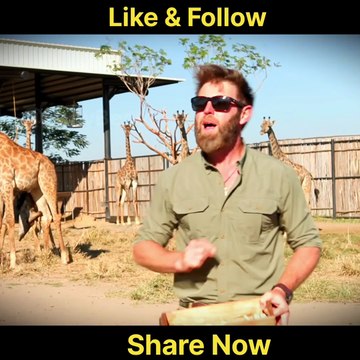 Vantara ka jungle apne-aap me ek chhupa hua raaz lagta hai—jaise prakriti ne yahan saare rang chhupakar rakhe hon. Yeh jagah sirf dekhi nahi jati, mehsoos hoti hai. Jo bhi yahan aata hai, thoda sa khoya hua aur thoda sa paaya hua ban kar lautता है. “Vant