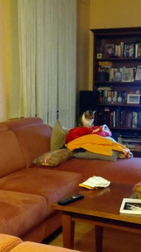 What is she doing ? :) #funnycats #cutecats #cats #Viralcats #goodnight