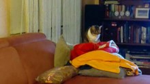 What is she doing ? :) #funnycats #cutecats #cats #Viralcats #goodnight