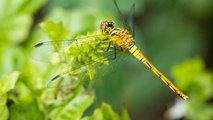The Spiritual Significance of Seeing a Dragonfly