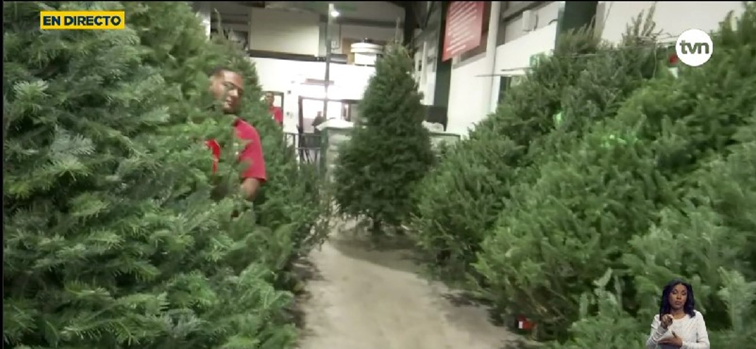 Navidad en Panamá: Llegan los primeros arbolitos provenientes de Canadá