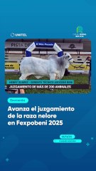 Avanza el juzgamiento de la raza nelore en Fexpobeni 2025