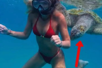 Woman has challenging moment with a turtle while snorkeling
