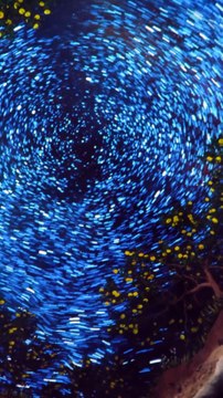 Meloni - Oggi all’inaugurazione della Funivia delle Mele del Consorzio Melinda (18.11.25)