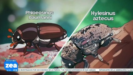 El escarabajo descortezador está provocando la muerte acelerada de cedros y fresnos de CDMX