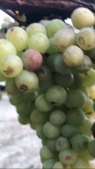 Do late grapes make money?
