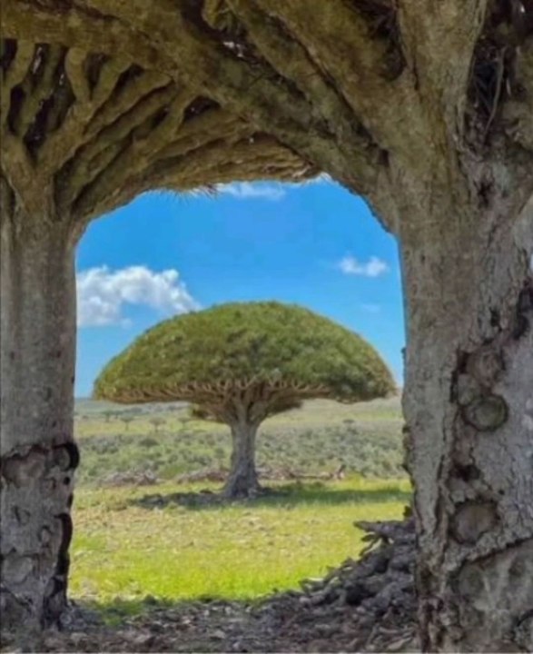 The enchanting island of Socotra in Yemen