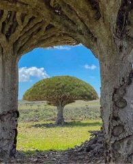 The enchanting island of Socotra in Yemen