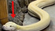 Video shows the impressive size and commanding presence of a giant python
