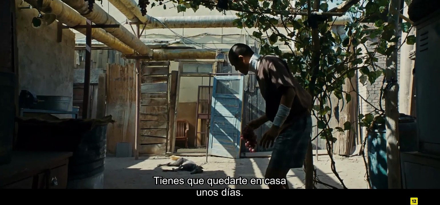 black dog