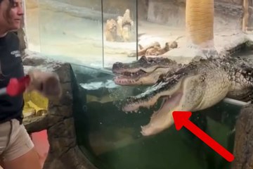 Video captures the powerful bite of crocodiles during feeding time