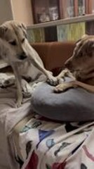 Dog Hilariously Snatches Toy From Her Brother and Plays With It