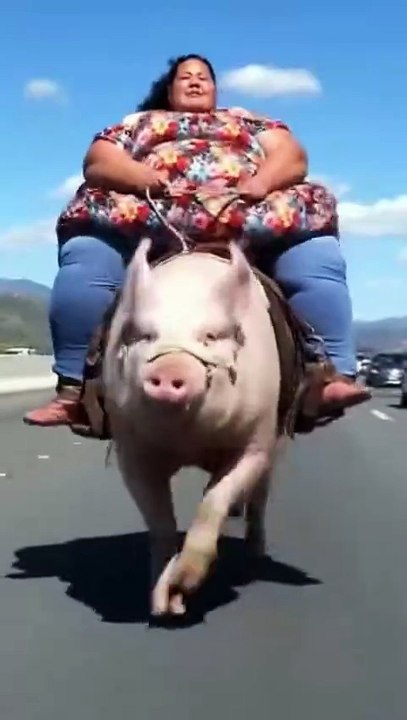 El cerdo mas fuerte