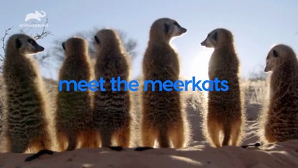 Meet The Meerkats | show | 2021 | Official Trailer