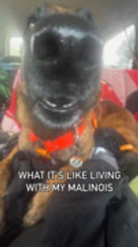 Dog Claps Teeth In Car