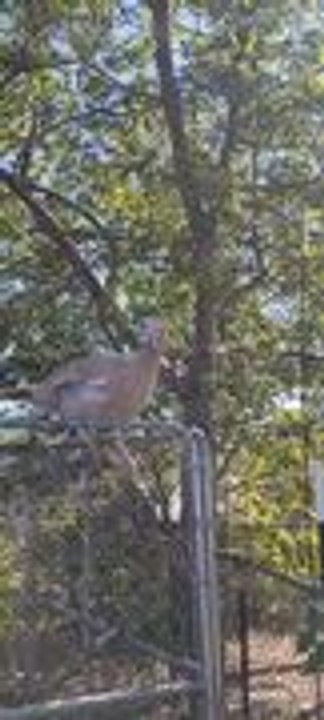 Person and Turkey Adorably Mimic Each Other's Gobbles