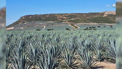 Destruyen 200 hectáreas de bosque para sembrar agave. Ya lo clausuraron