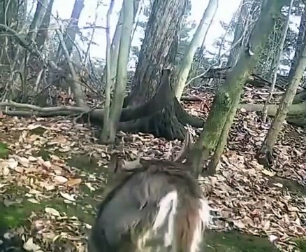 Antlers are bony structures grown and shed each year
