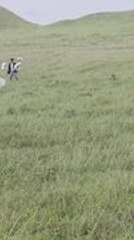 Pre-wedding Photoshoot Gets Photobombed by Charging Cow